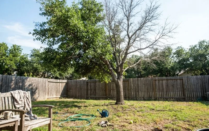 A mature oak tree in an Austin yard showing thinning, uneven foliage on one side of the canopy compared to healthy green leaves on the other