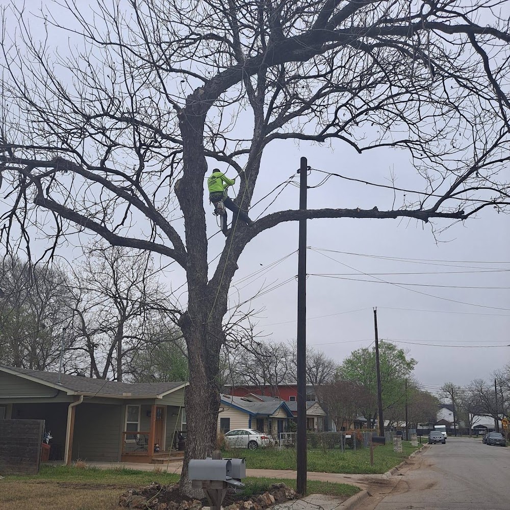 Rumaldo’s Tree Service and Landscaping