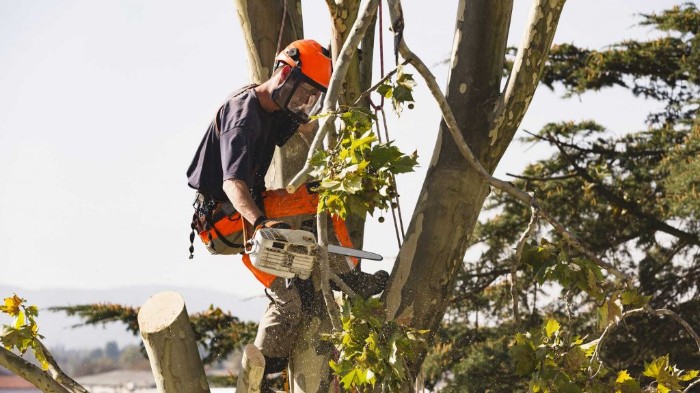 CG Services - Lawn Care, Landscaping