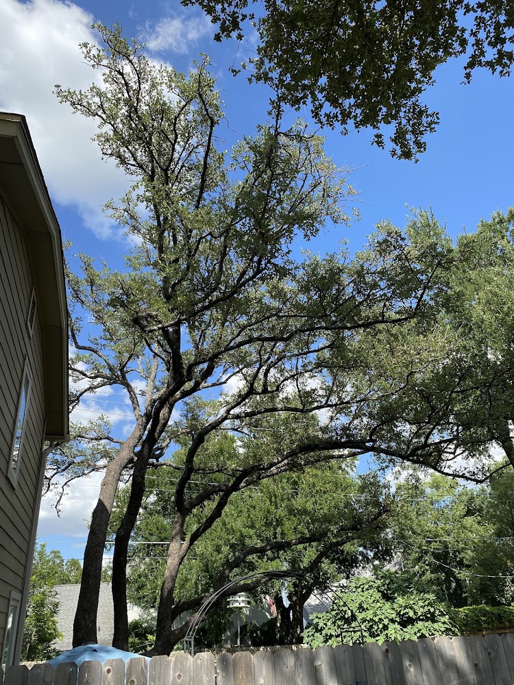 Acacia Tree and Landscape Care