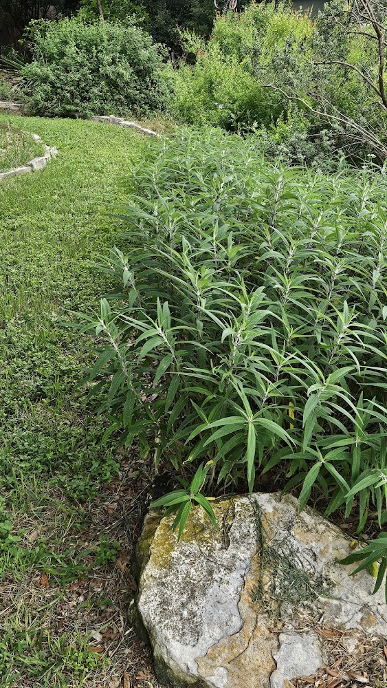 Bluebonnet Landscape & Design