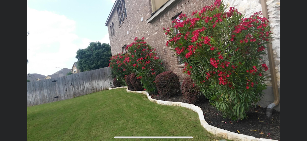 Texas Edition landscaping