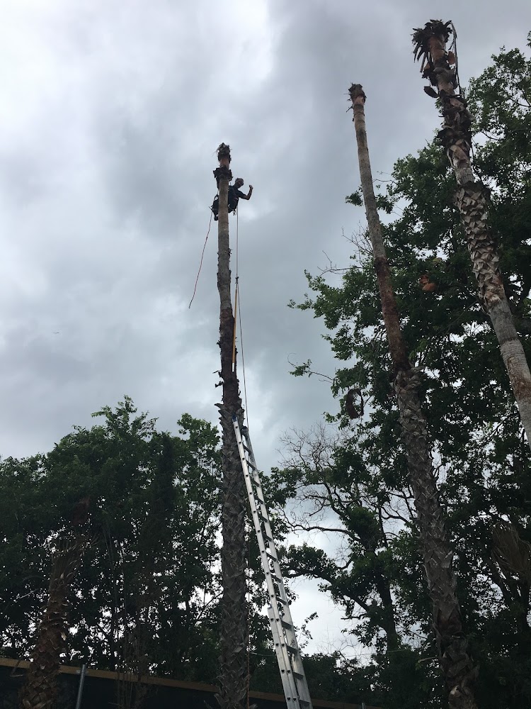 Native Texas Tree Service