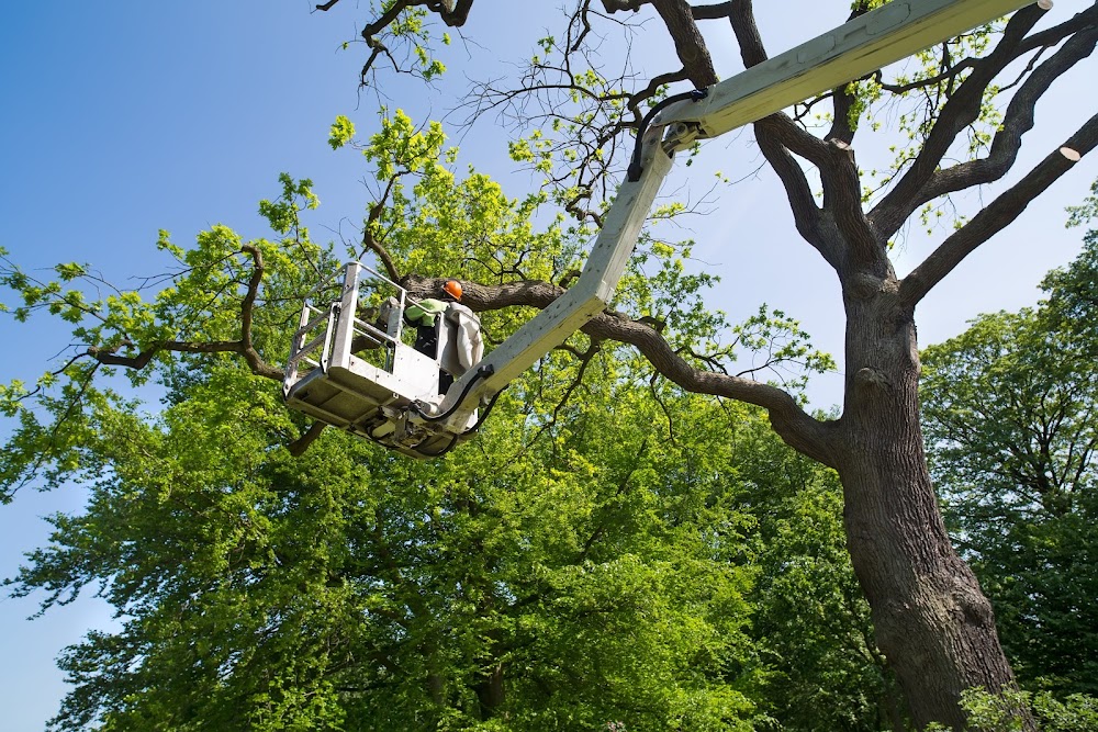 Cedar Park Tree Experts